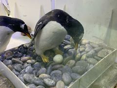 -芜湖新华联大白鲸海洋公园