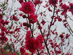 -八仙山公园