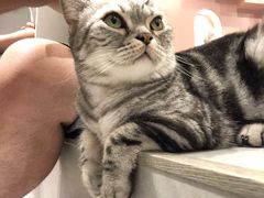-猫儿山۰猫主题餐厅
