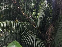 -呀诺达热带雨林