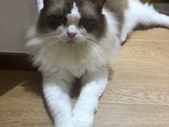 -1013 PET SHOP精品宠物商店(丁香店)