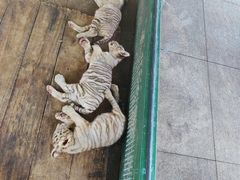 -秦皇岛野生动物园