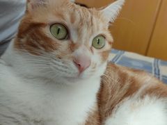 -御宝贝·A梦猫科宠物医院(国际猫友好医院)