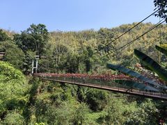 -西双版纳原始森林公园