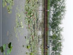 -绿堤公园