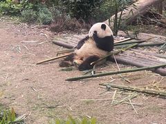 -成都保利公园皇冠假日酒店(熊猫基地店)