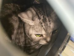 -伟伟宠物医院·CT影像中心·瑞派犬猫综合性门诊(汉口总院)