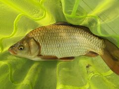 -酷鱼垂钓CLUB(朝阳区博大路店 )