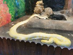-上海大自然野生昆虫馆(东方明珠·爬宠昆虫探索中心)