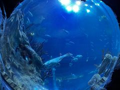 -香港海洋公园