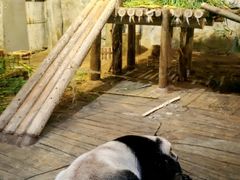 -深圳野生动物园