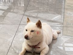 -柴犬小屋·柴餐厅·狗咖食堂(金鼎广场店)