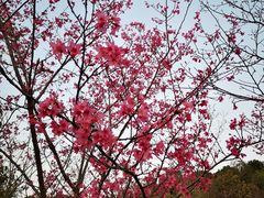 -聚龙山公园