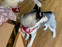 -Husky Go! 哈士奇体验馆·宠物咖啡厅狗咖