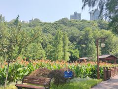 -重庆彩云湖湿地公园