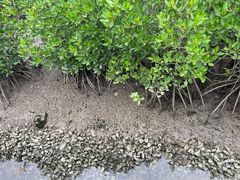 -东寨港红树林旅游区