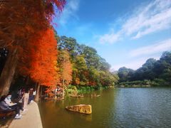 -深圳仙湖植物园
