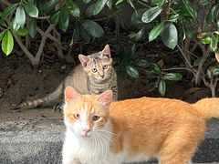 -陆家嘴世纪金融广场