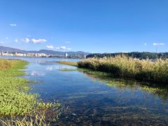 -洱海月湿地公园