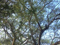 -瑞丽独树成林风景区