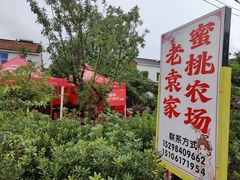 -老袁家蜜桃农场·阳山水蜜桃