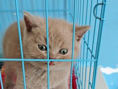 -瑞派福兴宠物医院犬猫全科·骨科·中西医结合(河东店)