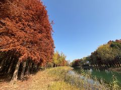 -贡湖湾湿地公园