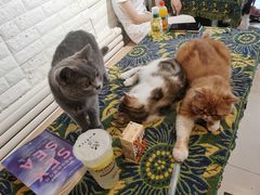 -平行世界·猫咖(首经贸店)