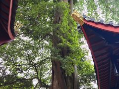 -峨眉山报国寺