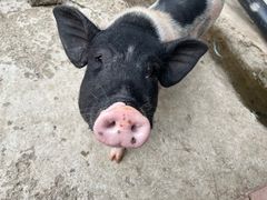 -北京鹿世界主题园