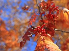 -塞罕坝国家级自然保护区