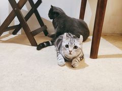 -猫友咖啡店(玉林西路店)