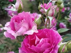 -上海植物园-4号门售票处