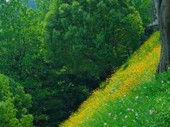 -西湖风景区-江洋畈生态公园