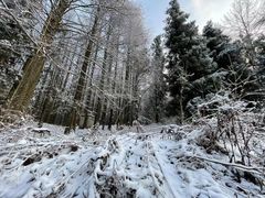 -武陵山森林公园