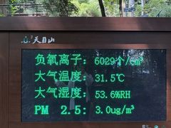 -天目山大树王景区
