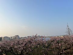 -南汇桃花村