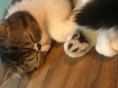 -李小姐の猫咖啡馆(五角场店)
