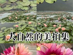 -白洋淀景区