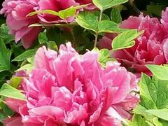 -洛阳郁金香牡丹园