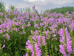 -汉长安城未央宫国家考古遗址公园