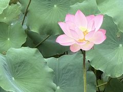 -荔湾湖公园