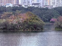 -南宁南湖公园
