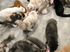 -楼上猫咖(罗湖店)