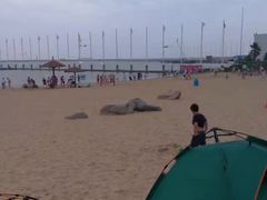 -碧海金沙