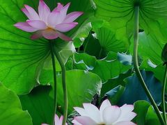 -荔湾湖公园