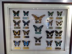 -上海昆虫博物馆