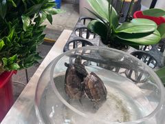 -循礼门鲜花花市(武汉循礼门店)