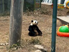 -栾川竹海野生动物园