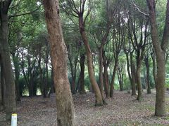 -东山香樟园